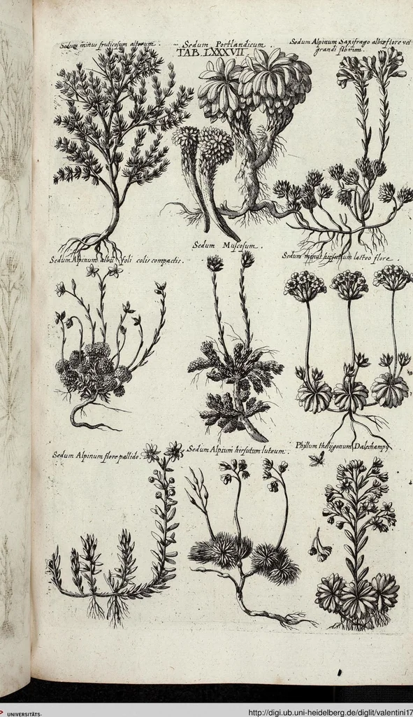 An illustration from Viridarium Reformatum, Seu Regnum Vegetabile, Das ist: Neu-eingerichtetes und Vollständiges Kräuter-Buch: Worinnen auff noch nicht geschehene Weise Derer Vegetabilien, als Kräutern, Sträuchen, Bäumen, Bluhmen und anderer Erd-Gewachsen Art, Krafft und Würckung dergestalt beschrieben werden, daß man dieses Werck statt einer Botanischen Bibliothec haben ... kan, 1719, leaf 723