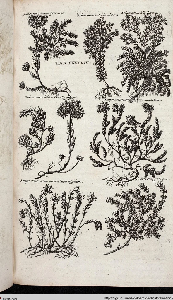 An illustration from Viridarium Reformatum, Seu Regnum Vegetabile, Das ist: Neu-eingerichtetes und Vollständiges Kräuter-Buch: Worinnen auff noch nicht geschehene Weise Derer Vegetabilien, als Kräutern, Sträuchen, Bäumen, Bluhmen und anderer Erd-Gewachsen Art, Krafft und Würckung dergestalt beschrieben werden, daß man dieses Werck statt einer Botanischen Bibliothec haben ... kan, 1719, leaf 724