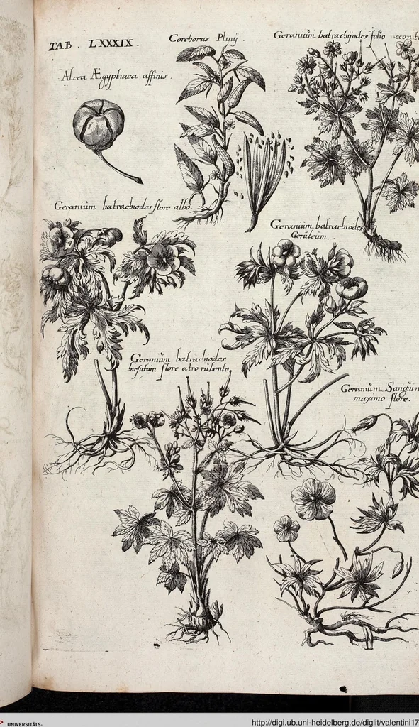 An illustration from Viridarium Reformatum, Seu Regnum Vegetabile, Das ist: Neu-eingerichtetes und Vollständiges Kräuter-Buch: Worinnen auff noch nicht geschehene Weise Derer Vegetabilien, als Kräutern, Sträuchen, Bäumen, Bluhmen und anderer Erd-Gewachsen Art, Krafft und Würckung dergestalt beschrieben werden, daß man dieses Werck statt einer Botanischen Bibliothec haben ... kan, 1719, leaf 725