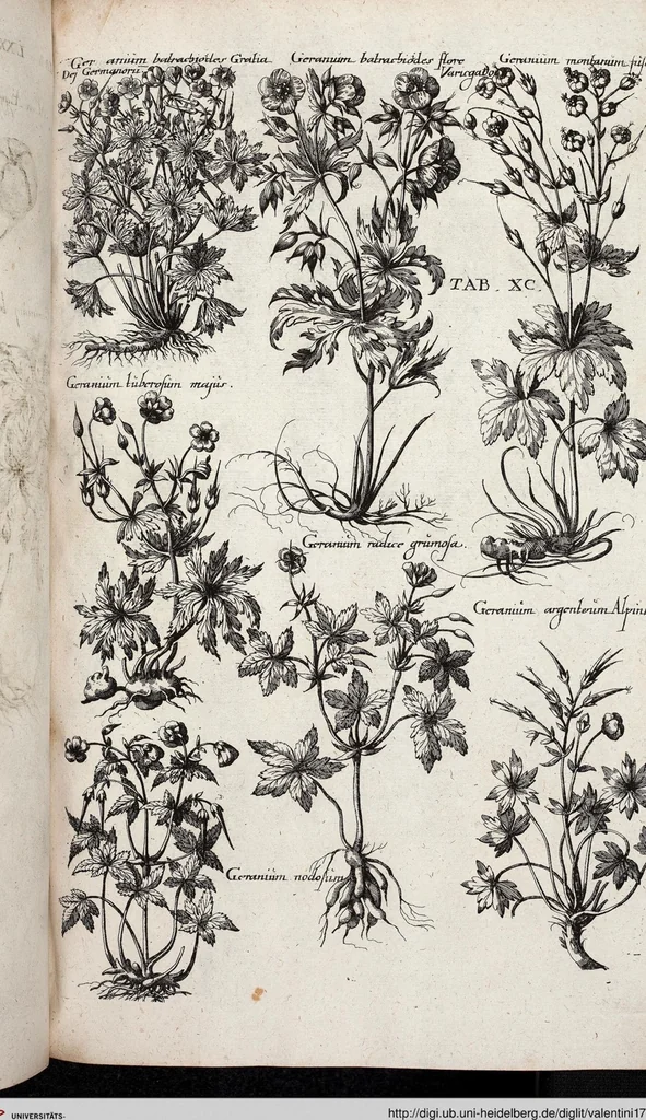 An illustration from Viridarium Reformatum, Seu Regnum Vegetabile, Das ist: Neu-eingerichtetes und Vollständiges Kräuter-Buch: Worinnen auff noch nicht geschehene Weise Derer Vegetabilien, als Kräutern, Sträuchen, Bäumen, Bluhmen und anderer Erd-Gewachsen Art, Krafft und Würckung dergestalt beschrieben werden, daß man dieses Werck statt einer Botanischen Bibliothec haben ... kan, 1719, leaf 726