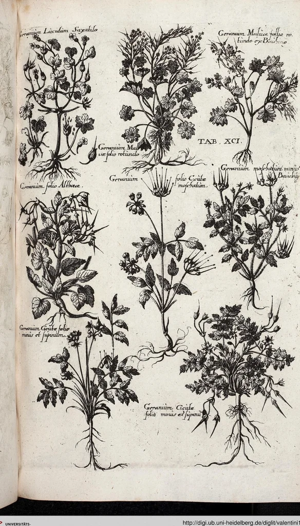 An illustration from Viridarium Reformatum, Seu Regnum Vegetabile, Das ist: Neu-eingerichtetes und Vollständiges Kräuter-Buch: Worinnen auff noch nicht geschehene Weise Derer Vegetabilien, als Kräutern, Sträuchen, Bäumen, Bluhmen und anderer Erd-Gewachsen Art, Krafft und Würckung dergestalt beschrieben werden, daß man dieses Werck statt einer Botanischen Bibliothec haben ... kan, 1719, leaf 727