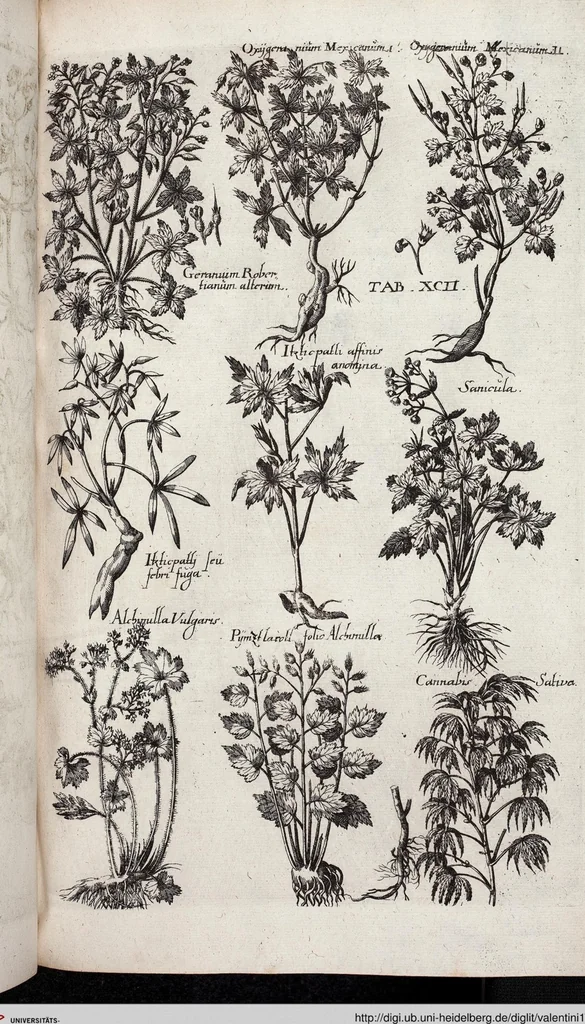 An illustration from Viridarium Reformatum, Seu Regnum Vegetabile, Das ist: Neu-eingerichtetes und Vollständiges Kräuter-Buch: Worinnen auff noch nicht geschehene Weise Derer Vegetabilien, als Kräutern, Sträuchen, Bäumen, Bluhmen und anderer Erd-Gewachsen Art, Krafft und Würckung dergestalt beschrieben werden, daß man dieses Werck statt einer Botanischen Bibliothec haben ... kan, 1719, leaf 728