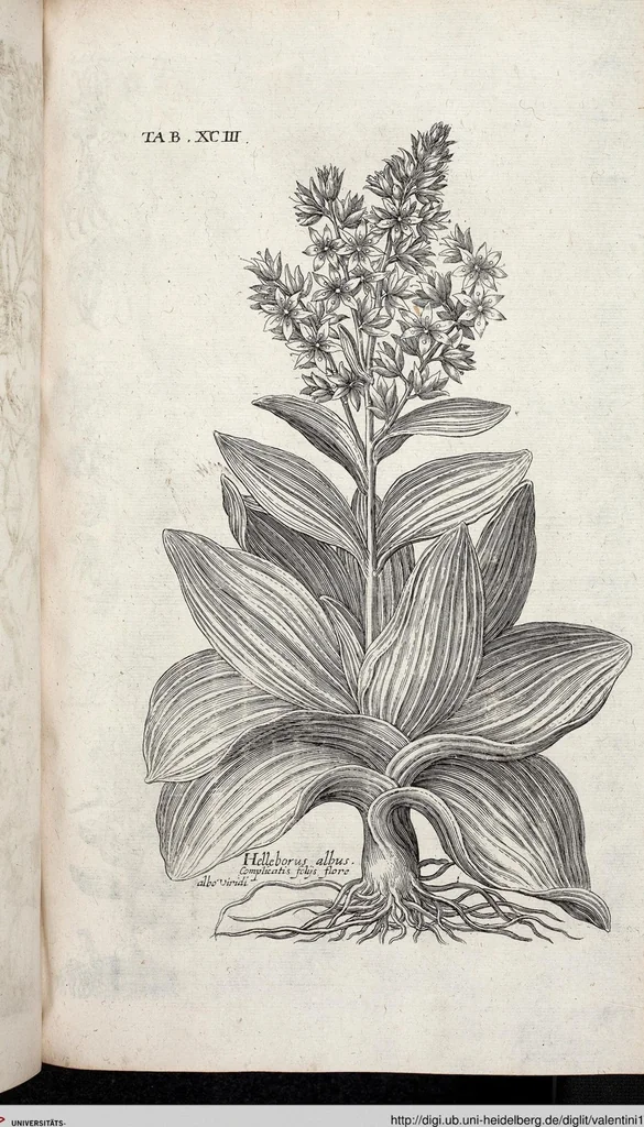 An illustration from Viridarium Reformatum, Seu Regnum Vegetabile, Das ist: Neu-eingerichtetes und Vollständiges Kräuter-Buch: Worinnen auff noch nicht geschehene Weise Derer Vegetabilien, als Kräutern, Sträuchen, Bäumen, Bluhmen und anderer Erd-Gewachsen Art, Krafft und Würckung dergestalt beschrieben werden, daß man dieses Werck statt einer Botanischen Bibliothec haben ... kan, 1719, leaf 729