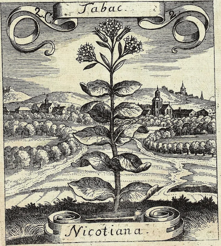 An illustration from Viridarium Reformatum, Seu Regnum Vegetabile, Das ist: Neu-eingerichtetes und Vollständiges Kräuter-Buch: Worinnen auff noch nicht geschehene Weise Derer Vegetabilien, als Kräutern, Sträuchen, Bäumen, Bluhmen und anderer Erd-Gewachsen Art, Krafft und Würckung dergestalt beschrieben werden, daß man dieses Werck statt einer Botanischen Bibliothec haben ... kan, 1719, leaf 73