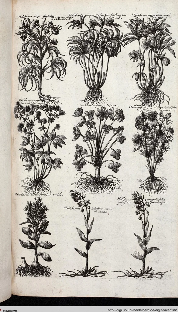 An illustration from Viridarium Reformatum, Seu Regnum Vegetabile, Das ist: Neu-eingerichtetes und Vollständiges Kräuter-Buch: Worinnen auff noch nicht geschehene Weise Derer Vegetabilien, als Kräutern, Sträuchen, Bäumen, Bluhmen und anderer Erd-Gewachsen Art, Krafft und Würckung dergestalt beschrieben werden, daß man dieses Werck statt einer Botanischen Bibliothec haben ... kan, 1719, leaf 730