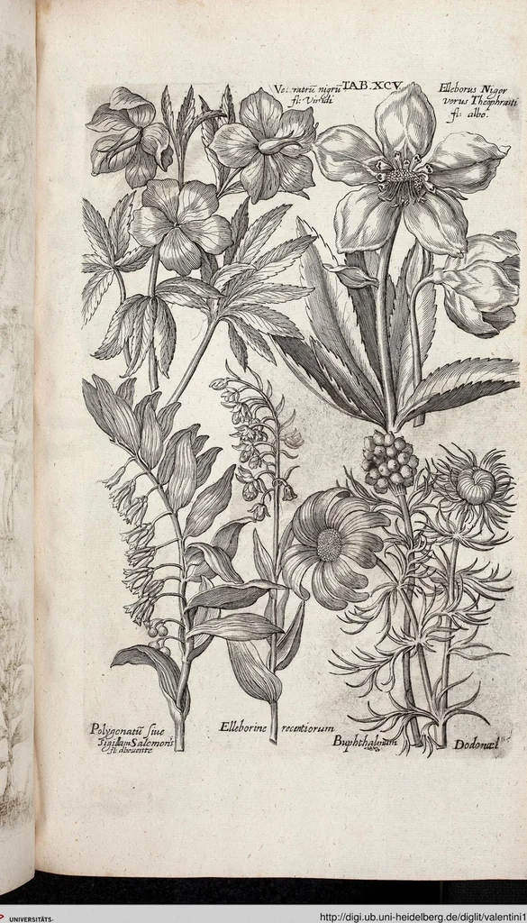 An illustration from Viridarium Reformatum, Seu Regnum Vegetabile, Das ist: Neu-eingerichtetes und Vollständiges Kräuter-Buch: Worinnen auff noch nicht geschehene Weise Derer Vegetabilien, als Kräutern, Sträuchen, Bäumen, Bluhmen und anderer Erd-Gewachsen Art, Krafft und Würckung dergestalt beschrieben werden, daß man dieses Werck statt einer Botanischen Bibliothec haben ... kan, 1719, leaf 731