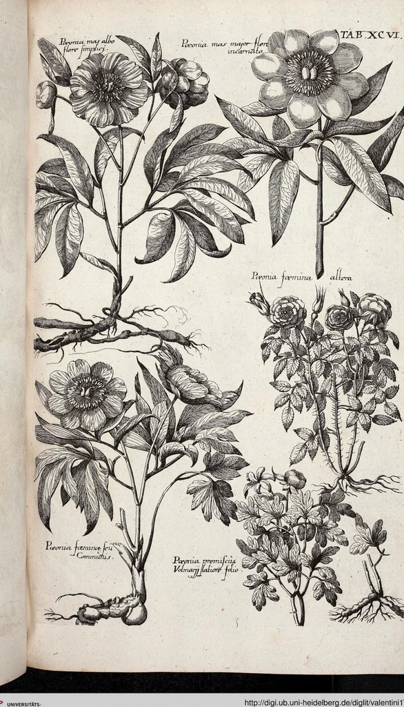An illustration from Viridarium Reformatum, Seu Regnum Vegetabile, Das ist: Neu-eingerichtetes und Vollständiges Kräuter-Buch: Worinnen auff noch nicht geschehene Weise Derer Vegetabilien, als Kräutern, Sträuchen, Bäumen, Bluhmen und anderer Erd-Gewachsen Art, Krafft und Würckung dergestalt beschrieben werden, daß man dieses Werck statt einer Botanischen Bibliothec haben ... kan, 1719, leaf 732