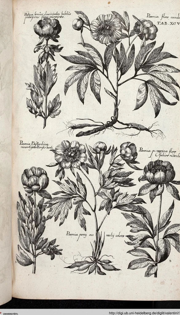 An illustration from Viridarium Reformatum, Seu Regnum Vegetabile, Das ist: Neu-eingerichtetes und Vollständiges Kräuter-Buch: Worinnen auff noch nicht geschehene Weise Derer Vegetabilien, als Kräutern, Sträuchen, Bäumen, Bluhmen und anderer Erd-Gewachsen Art, Krafft und Würckung dergestalt beschrieben werden, daß man dieses Werck statt einer Botanischen Bibliothec haben ... kan, 1719, leaf 733