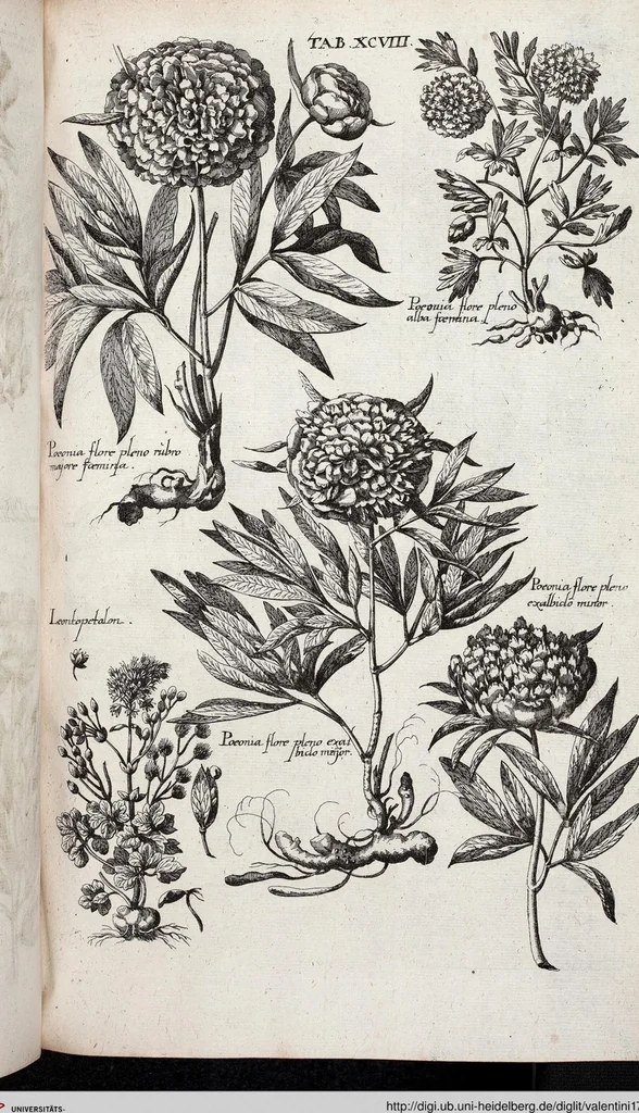 An illustration from Viridarium Reformatum, Seu Regnum Vegetabile, Das ist: Neu-eingerichtetes und Vollständiges Kräuter-Buch: Worinnen auff noch nicht geschehene Weise Derer Vegetabilien, als Kräutern, Sträuchen, Bäumen, Bluhmen und anderer Erd-Gewachsen Art, Krafft und Würckung dergestalt beschrieben werden, daß man dieses Werck statt einer Botanischen Bibliothec haben ... kan, 1719, leaf 734