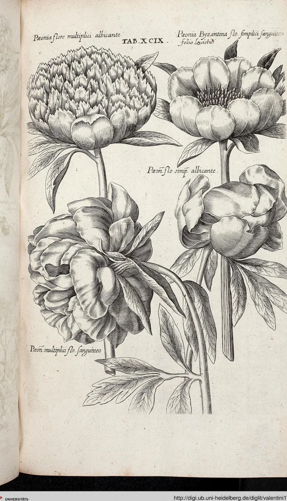 An illustration from Viridarium Reformatum, Seu Regnum Vegetabile, Das ist: Neu-eingerichtetes und Vollständiges Kräuter-Buch: Worinnen auff noch nicht geschehene Weise Derer Vegetabilien, als Kräutern, Sträuchen, Bäumen, Bluhmen und anderer Erd-Gewachsen Art, Krafft und Würckung dergestalt beschrieben werden, daß man dieses Werck statt einer Botanischen Bibliothec haben ... kan, 1719, leaf 735
