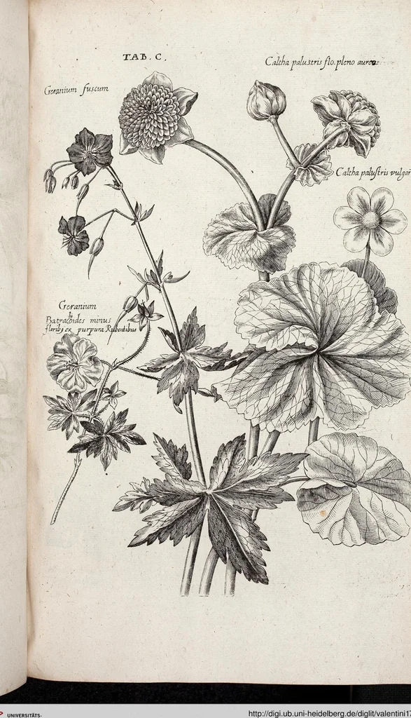 An illustration from Viridarium Reformatum, Seu Regnum Vegetabile, Das ist: Neu-eingerichtetes und Vollständiges Kräuter-Buch: Worinnen auff noch nicht geschehene Weise Derer Vegetabilien, als Kräutern, Sträuchen, Bäumen, Bluhmen und anderer Erd-Gewachsen Art, Krafft und Würckung dergestalt beschrieben werden, daß man dieses Werck statt einer Botanischen Bibliothec haben ... kan, 1719, leaf 736