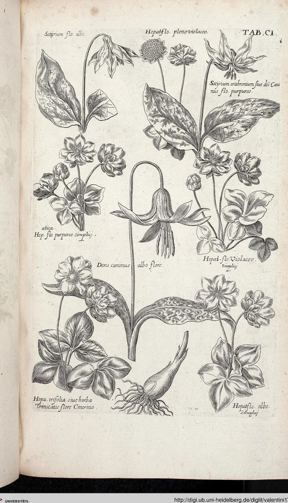An illustration from Viridarium Reformatum, Seu Regnum Vegetabile, Das ist: Neu-eingerichtetes und Vollständiges Kräuter-Buch: Worinnen auff noch nicht geschehene Weise Derer Vegetabilien, als Kräutern, Sträuchen, Bäumen, Bluhmen und anderer Erd-Gewachsen Art, Krafft und Würckung dergestalt beschrieben werden, daß man dieses Werck statt einer Botanischen Bibliothec haben ... kan, 1719, leaf 737
