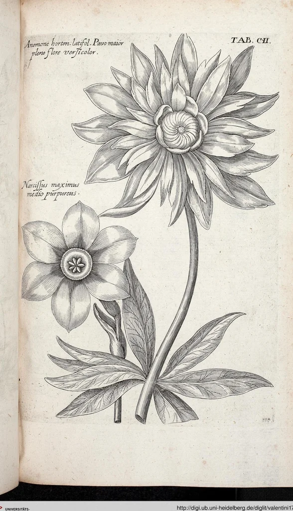 An illustration from Viridarium Reformatum, Seu Regnum Vegetabile, Das ist: Neu-eingerichtetes und Vollständiges Kräuter-Buch: Worinnen auff noch nicht geschehene Weise Derer Vegetabilien, als Kräutern, Sträuchen, Bäumen, Bluhmen und anderer Erd-Gewachsen Art, Krafft und Würckung dergestalt beschrieben werden, daß man dieses Werck statt einer Botanischen Bibliothec haben ... kan, 1719, leaf 738