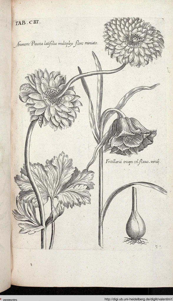 An illustration from Viridarium Reformatum, Seu Regnum Vegetabile, Das ist: Neu-eingerichtetes und Vollständiges Kräuter-Buch: Worinnen auff noch nicht geschehene Weise Derer Vegetabilien, als Kräutern, Sträuchen, Bäumen, Bluhmen und anderer Erd-Gewachsen Art, Krafft und Würckung dergestalt beschrieben werden, daß man dieses Werck statt einer Botanischen Bibliothec haben ... kan, 1719, leaf 739