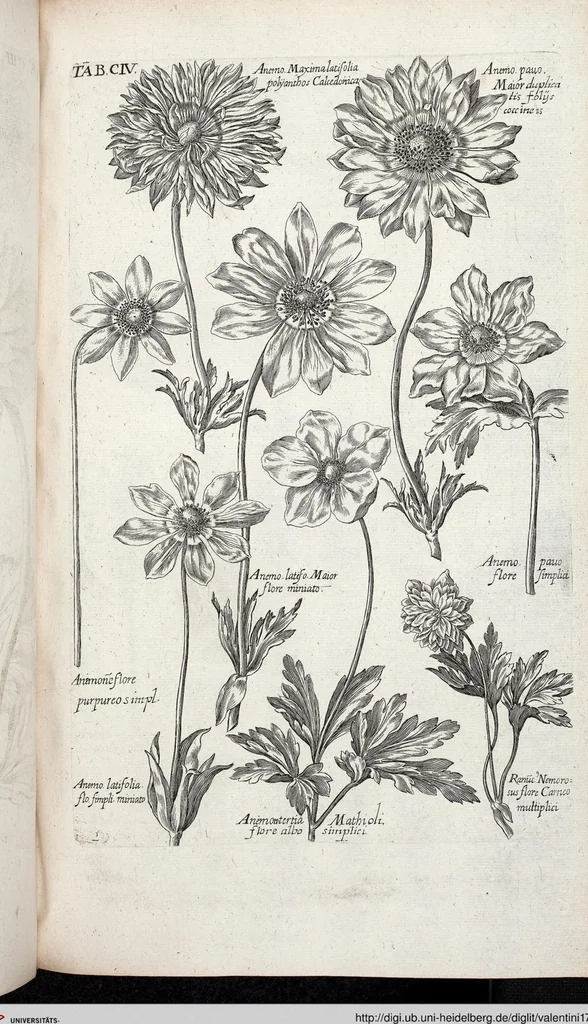 An illustration from Viridarium Reformatum, Seu Regnum Vegetabile, Das ist: Neu-eingerichtetes und Vollständiges Kräuter-Buch: Worinnen auff noch nicht geschehene Weise Derer Vegetabilien, als Kräutern, Sträuchen, Bäumen, Bluhmen und anderer Erd-Gewachsen Art, Krafft und Würckung dergestalt beschrieben werden, daß man dieses Werck statt einer Botanischen Bibliothec haben ... kan, 1719, leaf 740