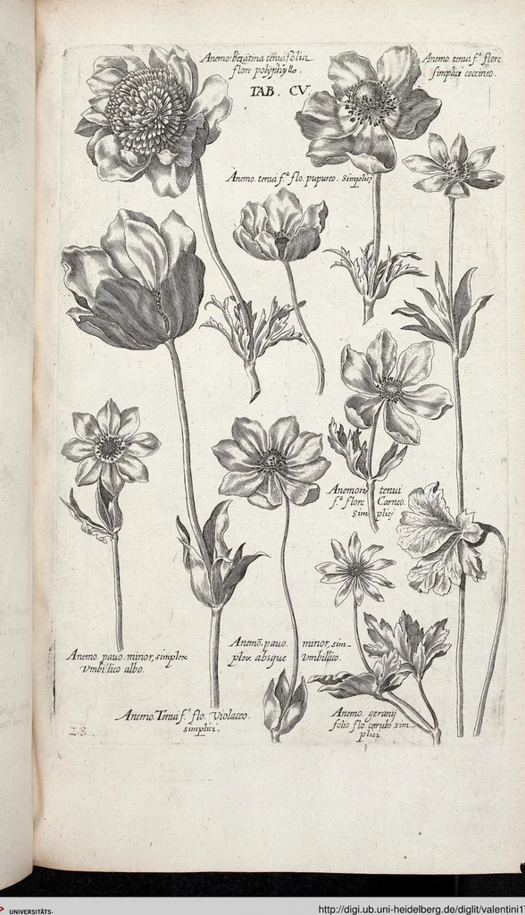 An illustration from Viridarium Reformatum, Seu Regnum Vegetabile, Das ist: Neu-eingerichtetes und Vollständiges Kräuter-Buch: Worinnen auff noch nicht geschehene Weise Derer Vegetabilien, als Kräutern, Sträuchen, Bäumen, Bluhmen und anderer Erd-Gewachsen Art, Krafft und Würckung dergestalt beschrieben werden, daß man dieses Werck statt einer Botanischen Bibliothec haben ... kan, 1719, leaf 741
