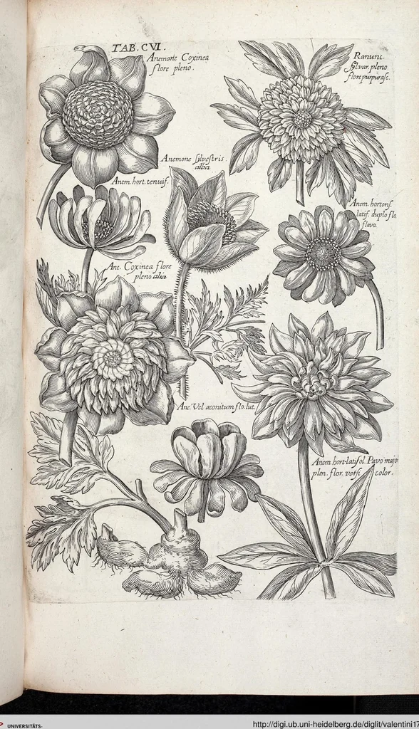 An illustration from Viridarium Reformatum, Seu Regnum Vegetabile, Das ist: Neu-eingerichtetes und Vollständiges Kräuter-Buch: Worinnen auff noch nicht geschehene Weise Derer Vegetabilien, als Kräutern, Sträuchen, Bäumen, Bluhmen und anderer Erd-Gewachsen Art, Krafft und Würckung dergestalt beschrieben werden, daß man dieses Werck statt einer Botanischen Bibliothec haben ... kan, 1719, leaf 742