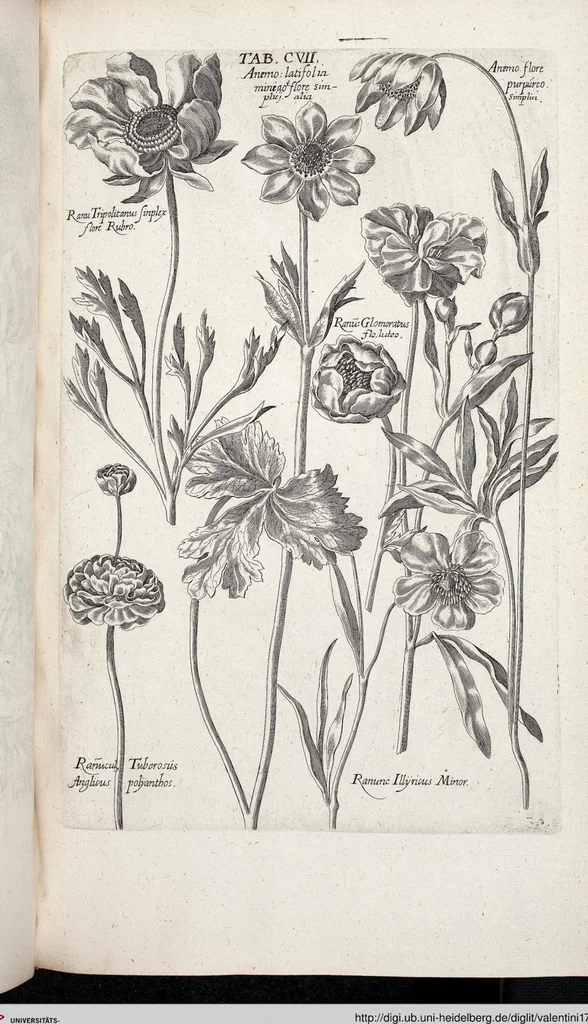 An illustration from Viridarium Reformatum, Seu Regnum Vegetabile, Das ist: Neu-eingerichtetes und Vollständiges Kräuter-Buch: Worinnen auff noch nicht geschehene Weise Derer Vegetabilien, als Kräutern, Sträuchen, Bäumen, Bluhmen und anderer Erd-Gewachsen Art, Krafft und Würckung dergestalt beschrieben werden, daß man dieses Werck statt einer Botanischen Bibliothec haben ... kan, 1719, leaf 743