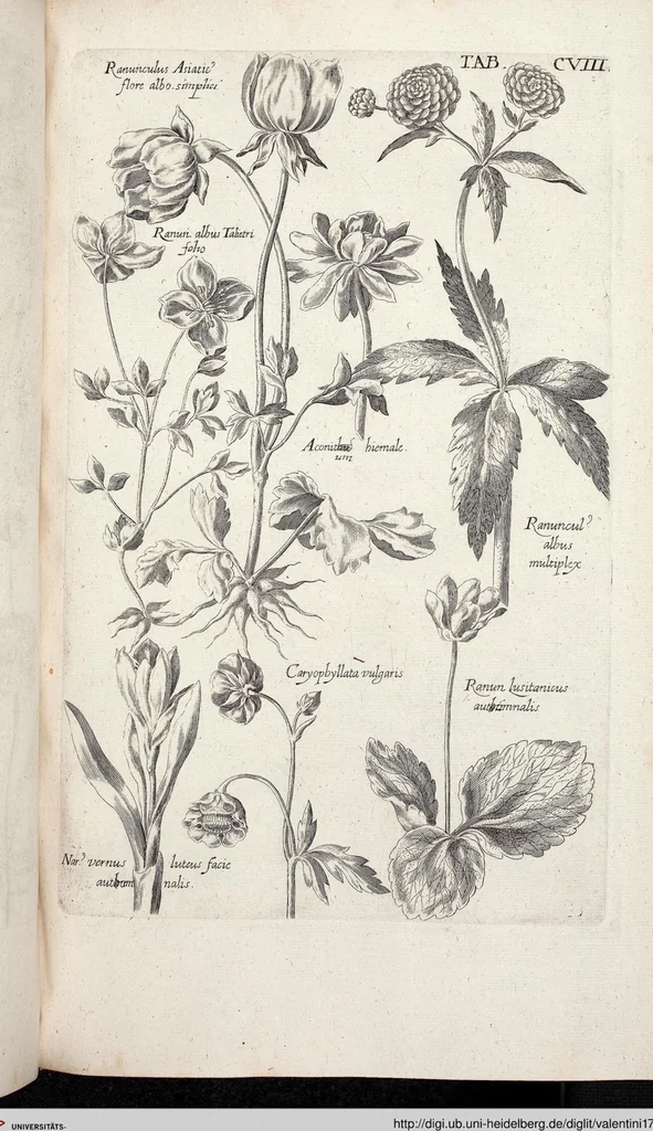 An illustration from Viridarium Reformatum, Seu Regnum Vegetabile, Das ist: Neu-eingerichtetes und Vollständiges Kräuter-Buch: Worinnen auff noch nicht geschehene Weise Derer Vegetabilien, als Kräutern, Sträuchen, Bäumen, Bluhmen und anderer Erd-Gewachsen Art, Krafft und Würckung dergestalt beschrieben werden, daß man dieses Werck statt einer Botanischen Bibliothec haben ... kan, 1719, leaf 744