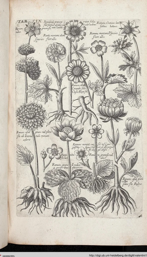 An illustration from Viridarium Reformatum, Seu Regnum Vegetabile, Das ist: Neu-eingerichtetes und Vollständiges Kräuter-Buch: Worinnen auff noch nicht geschehene Weise Derer Vegetabilien, als Kräutern, Sträuchen, Bäumen, Bluhmen und anderer Erd-Gewachsen Art, Krafft und Würckung dergestalt beschrieben werden, daß man dieses Werck statt einer Botanischen Bibliothec haben ... kan, 1719, leaf 745