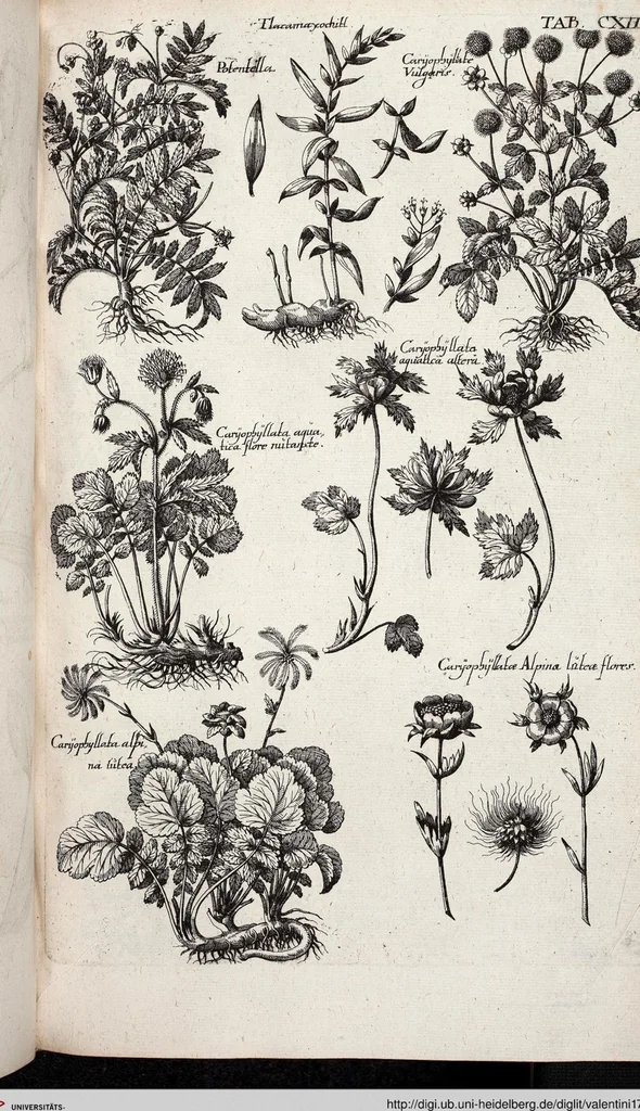 An illustration from Viridarium Reformatum, Seu Regnum Vegetabile, Das ist: Neu-eingerichtetes und Vollständiges Kräuter-Buch: Worinnen auff noch nicht geschehene Weise Derer Vegetabilien, als Kräutern, Sträuchen, Bäumen, Bluhmen und anderer Erd-Gewachsen Art, Krafft und Würckung dergestalt beschrieben werden, daß man dieses Werck statt einer Botanischen Bibliothec haben ... kan, 1719, leaf 748