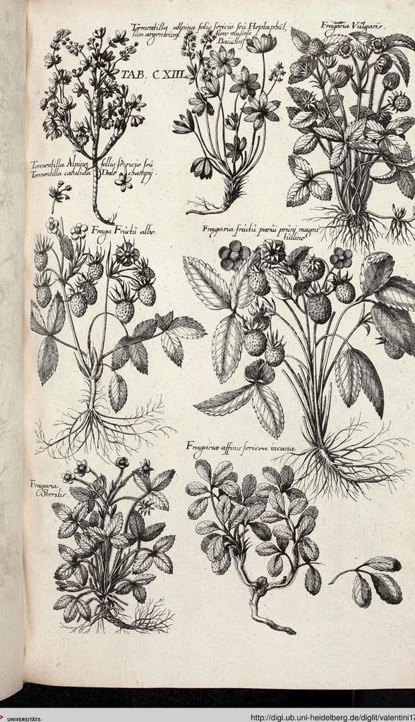 An illustration from Viridarium Reformatum, Seu Regnum Vegetabile, Das ist: Neu-eingerichtetes und Vollständiges Kräuter-Buch: Worinnen auff noch nicht geschehene Weise Derer Vegetabilien, als Kräutern, Sträuchen, Bäumen, Bluhmen und anderer Erd-Gewachsen Art, Krafft und Würckung dergestalt beschrieben werden, daß man dieses Werck statt einer Botanischen Bibliothec haben ... kan, 1719, leaf 749