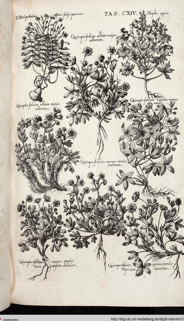 An illustration from Viridarium Reformatum, Seu Regnum Vegetabile, Das ist: Neu-eingerichtetes und Vollständiges Kräuter-Buch: Worinnen auff noch nicht geschehene Weise Derer Vegetabilien, als Kräutern, Sträuchen, Bäumen, Bluhmen und anderer Erd-Gewachsen Art, Krafft und Würckung dergestalt beschrieben werden, daß man dieses Werck statt einer Botanischen Bibliothec haben ... kan, 1719, leaf 750