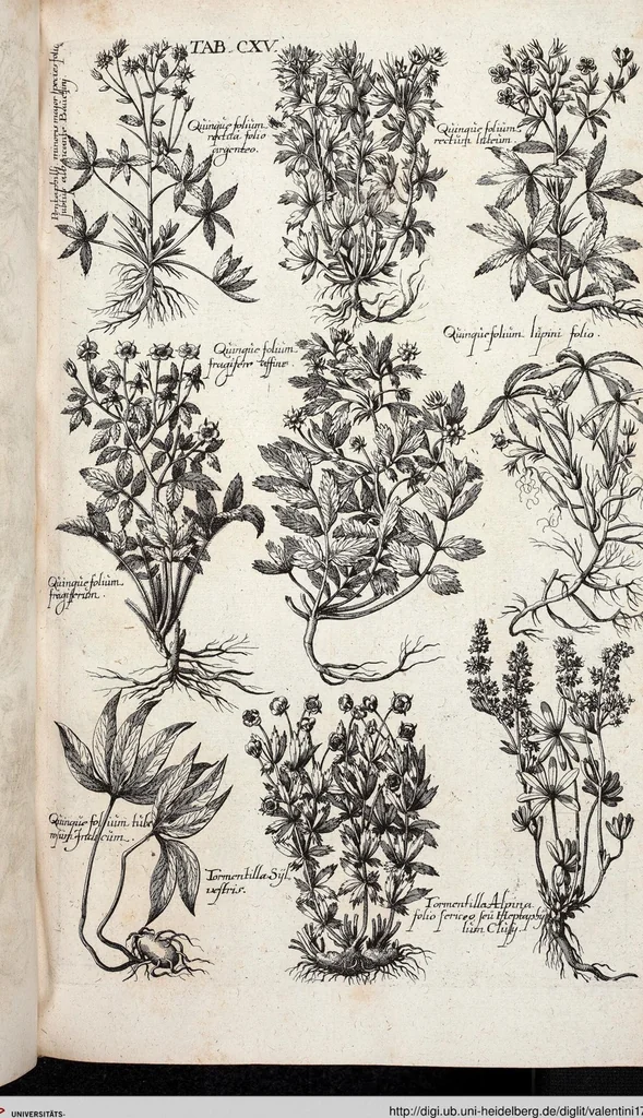 An illustration from Viridarium Reformatum, Seu Regnum Vegetabile, Das ist: Neu-eingerichtetes und Vollständiges Kräuter-Buch: Worinnen auff noch nicht geschehene Weise Derer Vegetabilien, als Kräutern, Sträuchen, Bäumen, Bluhmen und anderer Erd-Gewachsen Art, Krafft und Würckung dergestalt beschrieben werden, daß man dieses Werck statt einer Botanischen Bibliothec haben ... kan, 1719, leaf 751