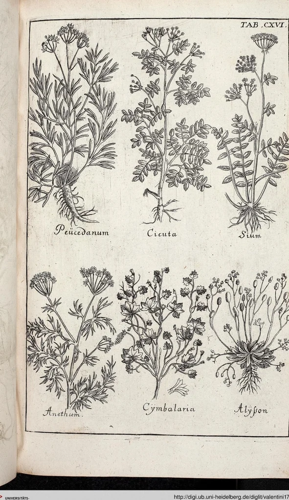 An illustration from Viridarium Reformatum, Seu Regnum Vegetabile, Das ist: Neu-eingerichtetes und Vollständiges Kräuter-Buch: Worinnen auff noch nicht geschehene Weise Derer Vegetabilien, als Kräutern, Sträuchen, Bäumen, Bluhmen und anderer Erd-Gewachsen Art, Krafft und Würckung dergestalt beschrieben werden, daß man dieses Werck statt einer Botanischen Bibliothec haben ... kan, 1719, leaf 752