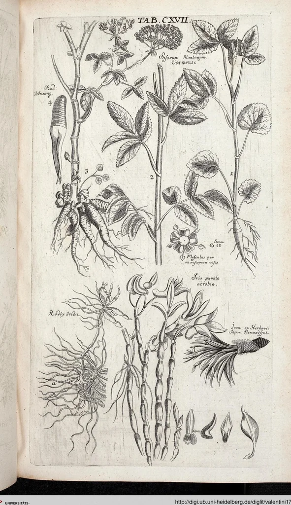 An illustration from Viridarium Reformatum, Seu Regnum Vegetabile, Das ist: Neu-eingerichtetes und Vollständiges Kräuter-Buch: Worinnen auff noch nicht geschehene Weise Derer Vegetabilien, als Kräutern, Sträuchen, Bäumen, Bluhmen und anderer Erd-Gewachsen Art, Krafft und Würckung dergestalt beschrieben werden, daß man dieses Werck statt einer Botanischen Bibliothec haben ... kan, 1719, leaf 753