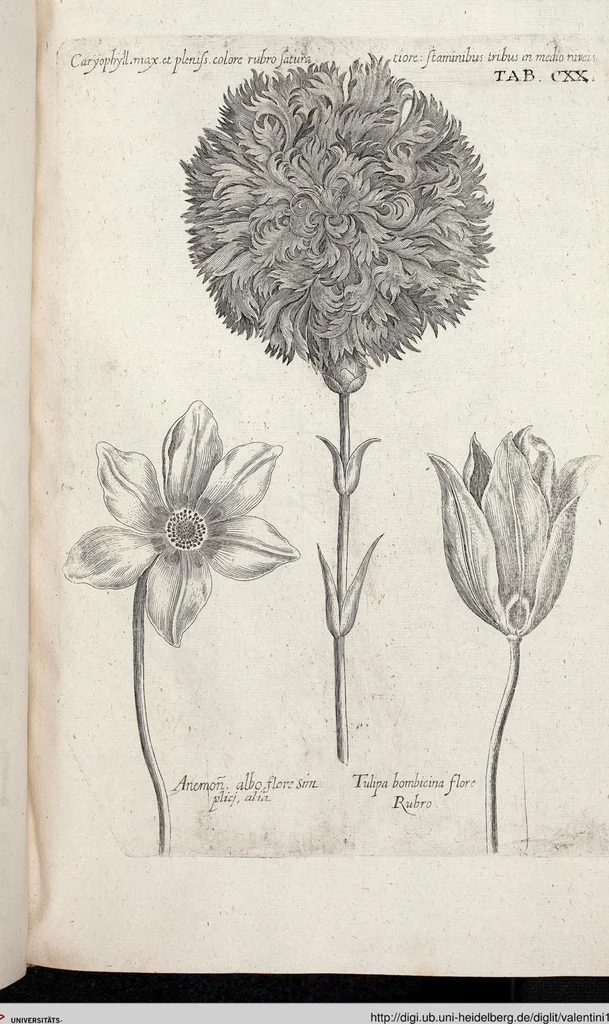 An illustration from Viridarium Reformatum, Seu Regnum Vegetabile, Das ist: Neu-eingerichtetes und Vollständiges Kräuter-Buch: Worinnen auff noch nicht geschehene Weise Derer Vegetabilien, als Kräutern, Sträuchen, Bäumen, Bluhmen und anderer Erd-Gewachsen Art, Krafft und Würckung dergestalt beschrieben werden, daß man dieses Werck statt einer Botanischen Bibliothec haben ... kan, 1719, leaf 756
