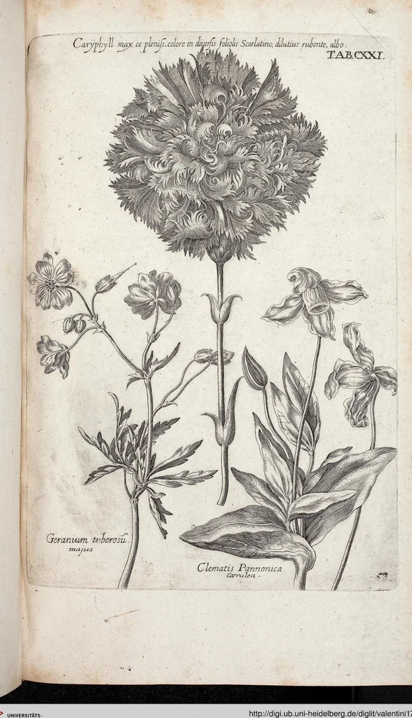 An illustration from Viridarium Reformatum, Seu Regnum Vegetabile, Das ist: Neu-eingerichtetes und Vollständiges Kräuter-Buch: Worinnen auff noch nicht geschehene Weise Derer Vegetabilien, als Kräutern, Sträuchen, Bäumen, Bluhmen und anderer Erd-Gewachsen Art, Krafft und Würckung dergestalt beschrieben werden, daß man dieses Werck statt einer Botanischen Bibliothec haben ... kan, 1719, leaf 757
