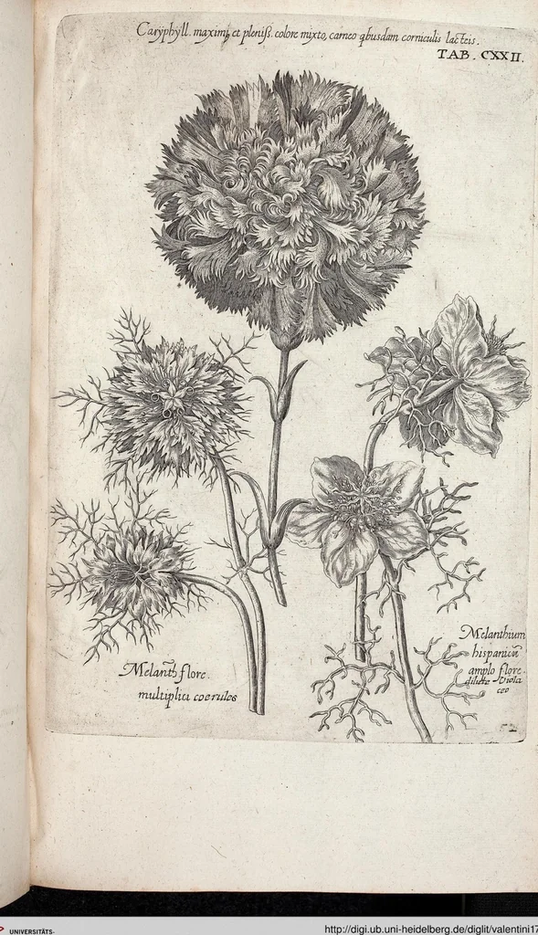 An illustration from Viridarium Reformatum, Seu Regnum Vegetabile, Das ist: Neu-eingerichtetes und Vollständiges Kräuter-Buch: Worinnen auff noch nicht geschehene Weise Derer Vegetabilien, als Kräutern, Sträuchen, Bäumen, Bluhmen und anderer Erd-Gewachsen Art, Krafft und Würckung dergestalt beschrieben werden, daß man dieses Werck statt einer Botanischen Bibliothec haben ... kan, 1719, leaf 758