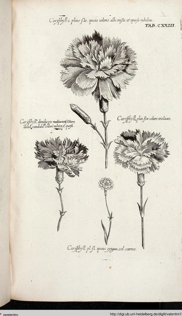 An illustration from Viridarium Reformatum, Seu Regnum Vegetabile, Das ist: Neu-eingerichtetes und Vollständiges Kräuter-Buch: Worinnen auff noch nicht geschehene Weise Derer Vegetabilien, als Kräutern, Sträuchen, Bäumen, Bluhmen und anderer Erd-Gewachsen Art, Krafft und Würckung dergestalt beschrieben werden, daß man dieses Werck statt einer Botanischen Bibliothec haben ... kan, 1719, leaf 759