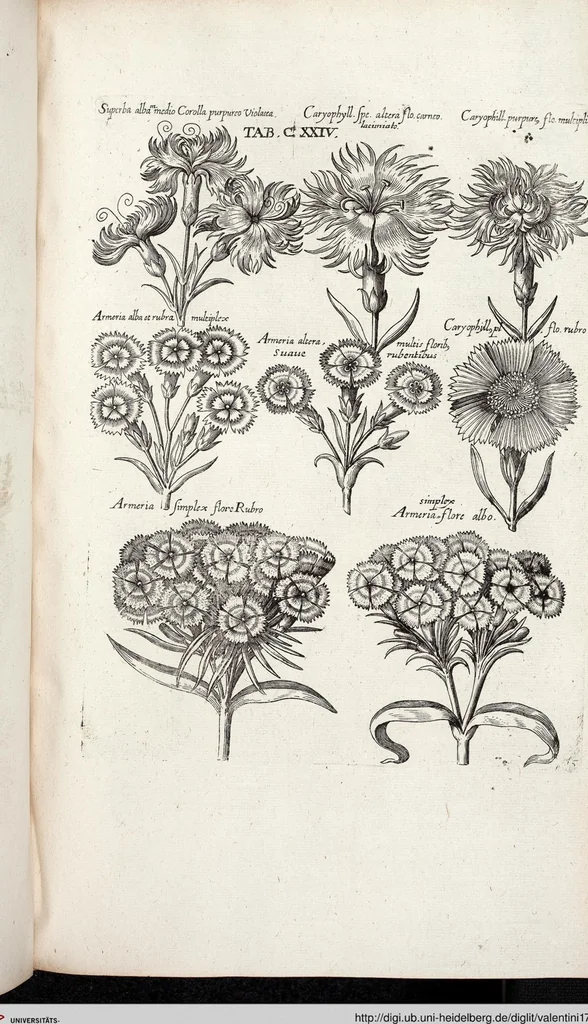 An illustration from Viridarium Reformatum, Seu Regnum Vegetabile, Das ist: Neu-eingerichtetes und Vollständiges Kräuter-Buch: Worinnen auff noch nicht geschehene Weise Derer Vegetabilien, als Kräutern, Sträuchen, Bäumen, Bluhmen und anderer Erd-Gewachsen Art, Krafft und Würckung dergestalt beschrieben werden, daß man dieses Werck statt einer Botanischen Bibliothec haben ... kan, 1719, leaf 760
