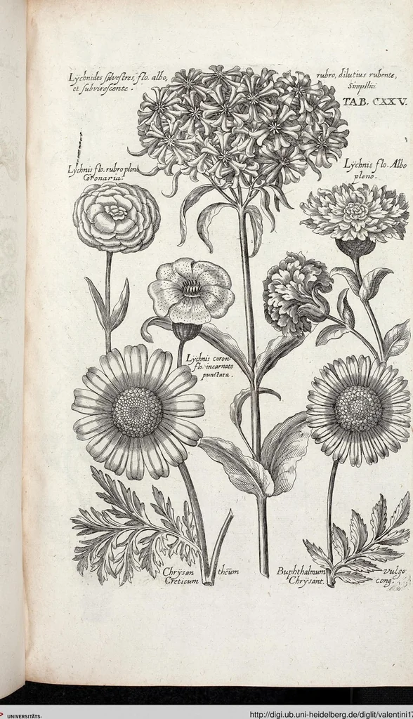 An illustration from Viridarium Reformatum, Seu Regnum Vegetabile, Das ist: Neu-eingerichtetes und Vollständiges Kräuter-Buch: Worinnen auff noch nicht geschehene Weise Derer Vegetabilien, als Kräutern, Sträuchen, Bäumen, Bluhmen und anderer Erd-Gewachsen Art, Krafft und Würckung dergestalt beschrieben werden, daß man dieses Werck statt einer Botanischen Bibliothec haben ... kan, 1719, leaf 761