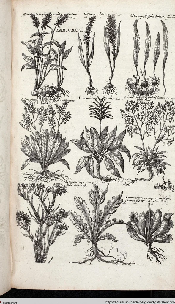 An illustration from Viridarium Reformatum, Seu Regnum Vegetabile, Das ist: Neu-eingerichtetes und Vollständiges Kräuter-Buch: Worinnen auff noch nicht geschehene Weise Derer Vegetabilien, als Kräutern, Sträuchen, Bäumen, Bluhmen und anderer Erd-Gewachsen Art, Krafft und Würckung dergestalt beschrieben werden, daß man dieses Werck statt einer Botanischen Bibliothec haben ... kan, 1719, leaf 762