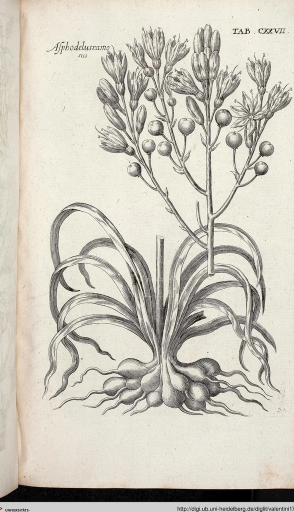 An illustration from Viridarium Reformatum, Seu Regnum Vegetabile, Das ist: Neu-eingerichtetes und Vollständiges Kräuter-Buch: Worinnen auff noch nicht geschehene Weise Derer Vegetabilien, als Kräutern, Sträuchen, Bäumen, Bluhmen und anderer Erd-Gewachsen Art, Krafft und Würckung dergestalt beschrieben werden, daß man dieses Werck statt einer Botanischen Bibliothec haben ... kan, 1719, leaf 763