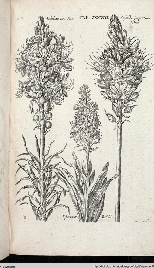 An illustration from Viridarium Reformatum, Seu Regnum Vegetabile, Das ist: Neu-eingerichtetes und Vollständiges Kräuter-Buch: Worinnen auff noch nicht geschehene Weise Derer Vegetabilien, als Kräutern, Sträuchen, Bäumen, Bluhmen und anderer Erd-Gewachsen Art, Krafft und Würckung dergestalt beschrieben werden, daß man dieses Werck statt einer Botanischen Bibliothec haben ... kan, 1719, leaf 764