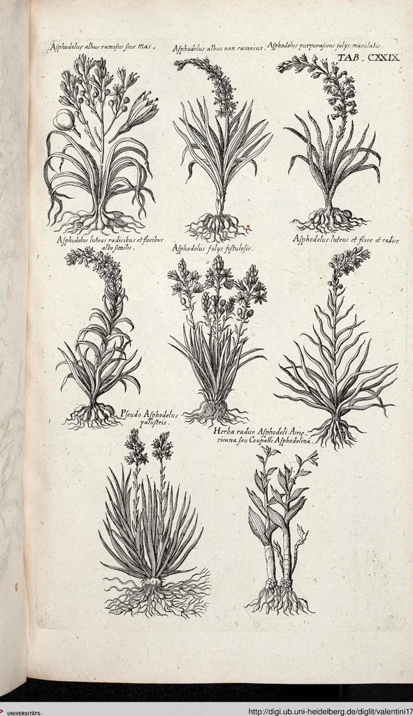 An illustration from Viridarium Reformatum, Seu Regnum Vegetabile, Das ist: Neu-eingerichtetes und Vollständiges Kräuter-Buch: Worinnen auff noch nicht geschehene Weise Derer Vegetabilien, als Kräutern, Sträuchen, Bäumen, Bluhmen und anderer Erd-Gewachsen Art, Krafft und Würckung dergestalt beschrieben werden, daß man dieses Werck statt einer Botanischen Bibliothec haben ... kan, 1719, leaf 765