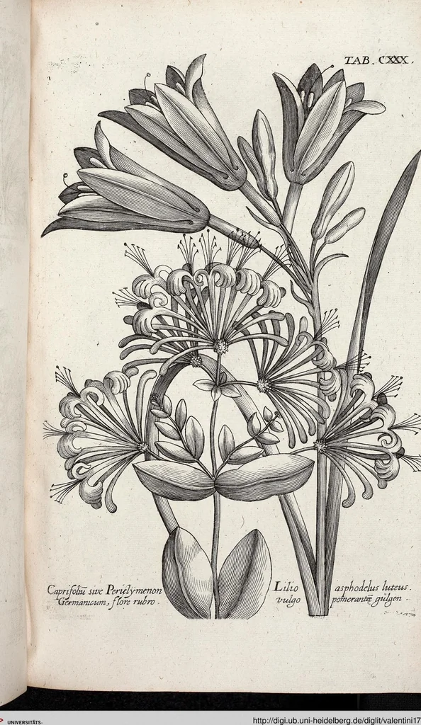 An illustration from Viridarium Reformatum, Seu Regnum Vegetabile, Das ist: Neu-eingerichtetes und Vollständiges Kräuter-Buch: Worinnen auff noch nicht geschehene Weise Derer Vegetabilien, als Kräutern, Sträuchen, Bäumen, Bluhmen und anderer Erd-Gewachsen Art, Krafft und Würckung dergestalt beschrieben werden, daß man dieses Werck statt einer Botanischen Bibliothec haben ... kan, 1719, leaf 766