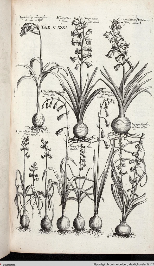 An illustration from Viridarium Reformatum, Seu Regnum Vegetabile, Das ist: Neu-eingerichtetes und Vollständiges Kräuter-Buch: Worinnen auff noch nicht geschehene Weise Derer Vegetabilien, als Kräutern, Sträuchen, Bäumen, Bluhmen und anderer Erd-Gewachsen Art, Krafft und Würckung dergestalt beschrieben werden, daß man dieses Werck statt einer Botanischen Bibliothec haben ... kan, 1719, leaf 767