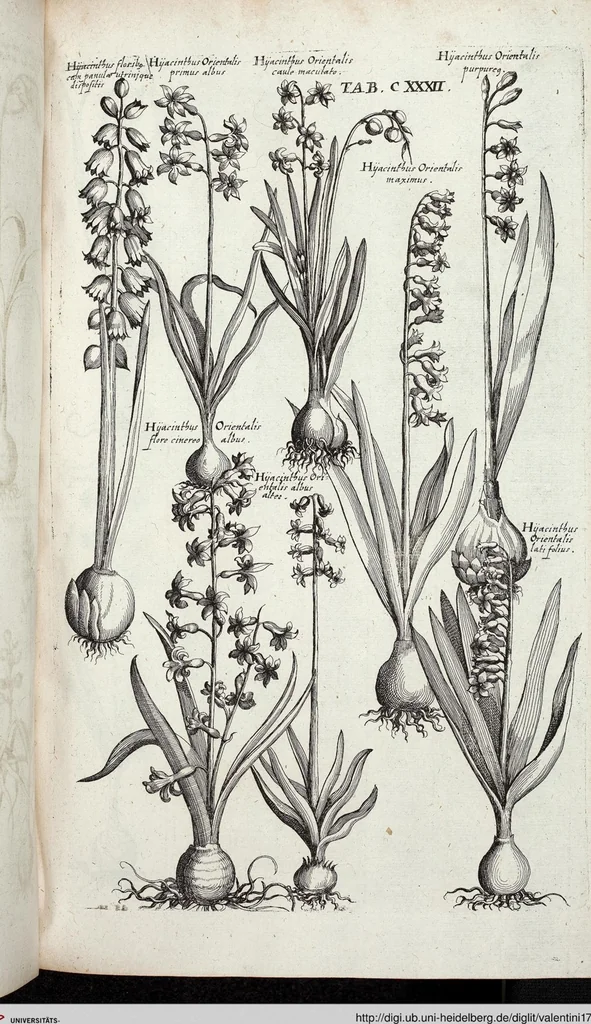 An illustration from Viridarium Reformatum, Seu Regnum Vegetabile, Das ist: Neu-eingerichtetes und Vollständiges Kräuter-Buch: Worinnen auff noch nicht geschehene Weise Derer Vegetabilien, als Kräutern, Sträuchen, Bäumen, Bluhmen und anderer Erd-Gewachsen Art, Krafft und Würckung dergestalt beschrieben werden, daß man dieses Werck statt einer Botanischen Bibliothec haben ... kan, 1719, leaf 768