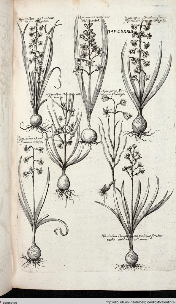 An illustration from Viridarium Reformatum, Seu Regnum Vegetabile, Das ist: Neu-eingerichtetes und Vollständiges Kräuter-Buch: Worinnen auff noch nicht geschehene Weise Derer Vegetabilien, als Kräutern, Sträuchen, Bäumen, Bluhmen und anderer Erd-Gewachsen Art, Krafft und Würckung dergestalt beschrieben werden, daß man dieses Werck statt einer Botanischen Bibliothec haben ... kan, 1719, leaf 769