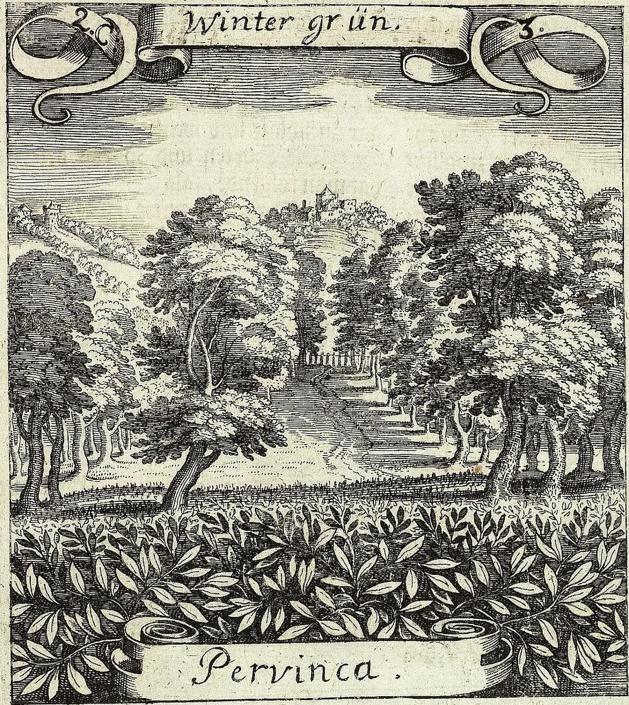 An illustration from Viridarium Reformatum, Seu Regnum Vegetabile, Das ist: Neu-eingerichtetes und Vollständiges Kräuter-Buch: Worinnen auff noch nicht geschehene Weise Derer Vegetabilien, als Kräutern, Sträuchen, Bäumen, Bluhmen und anderer Erd-Gewachsen Art, Krafft und Würckung dergestalt beschrieben werden, daß man dieses Werck statt einer Botanischen Bibliothec haben ... kan, 1719, leaf 77