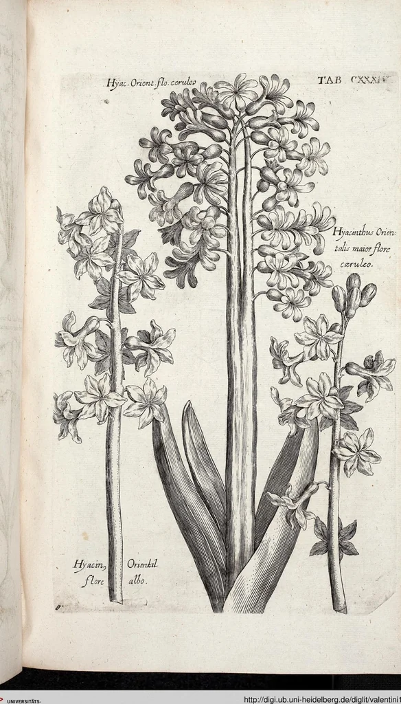 An illustration from Viridarium Reformatum, Seu Regnum Vegetabile, Das ist: Neu-eingerichtetes und Vollständiges Kräuter-Buch: Worinnen auff noch nicht geschehene Weise Derer Vegetabilien, als Kräutern, Sträuchen, Bäumen, Bluhmen und anderer Erd-Gewachsen Art, Krafft und Würckung dergestalt beschrieben werden, daß man dieses Werck statt einer Botanischen Bibliothec haben ... kan, 1719, leaf 770