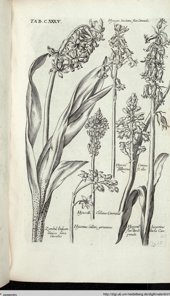 An illustration from Viridarium Reformatum, Seu Regnum Vegetabile, Das ist: Neu-eingerichtetes und Vollständiges Kräuter-Buch: Worinnen auff noch nicht geschehene Weise Derer Vegetabilien, als Kräutern, Sträuchen, Bäumen, Bluhmen und anderer Erd-Gewachsen Art, Krafft und Würckung dergestalt beschrieben werden, daß man dieses Werck statt einer Botanischen Bibliothec haben ... kan, 1719, leaf 771