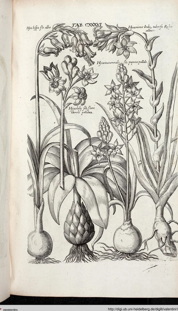 An illustration from Viridarium Reformatum, Seu Regnum Vegetabile, Das ist: Neu-eingerichtetes und Vollständiges Kräuter-Buch: Worinnen auff noch nicht geschehene Weise Derer Vegetabilien, als Kräutern, Sträuchen, Bäumen, Bluhmen und anderer Erd-Gewachsen Art, Krafft und Würckung dergestalt beschrieben werden, daß man dieses Werck statt einer Botanischen Bibliothec haben ... kan, 1719, leaf 772