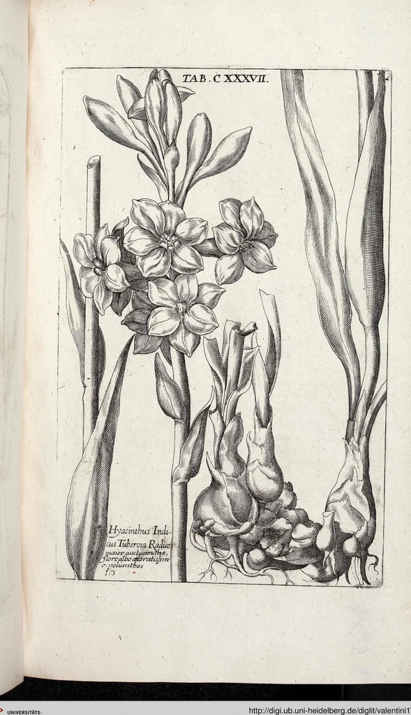 An illustration from Viridarium Reformatum, Seu Regnum Vegetabile, Das ist: Neu-eingerichtetes und Vollständiges Kräuter-Buch: Worinnen auff noch nicht geschehene Weise Derer Vegetabilien, als Kräutern, Sträuchen, Bäumen, Bluhmen und anderer Erd-Gewachsen Art, Krafft und Würckung dergestalt beschrieben werden, daß man dieses Werck statt einer Botanischen Bibliothec haben ... kan, 1719, leaf 773