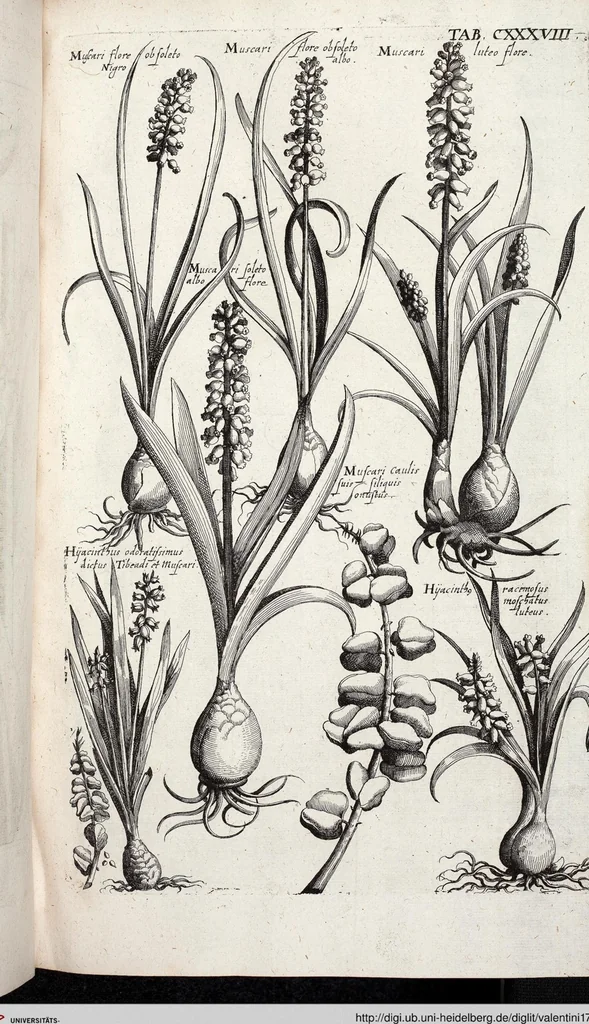 An illustration from Viridarium Reformatum, Seu Regnum Vegetabile, Das ist: Neu-eingerichtetes und Vollständiges Kräuter-Buch: Worinnen auff noch nicht geschehene Weise Derer Vegetabilien, als Kräutern, Sträuchen, Bäumen, Bluhmen und anderer Erd-Gewachsen Art, Krafft und Würckung dergestalt beschrieben werden, daß man dieses Werck statt einer Botanischen Bibliothec haben ... kan, 1719, leaf 774